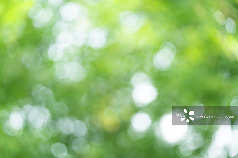 阳光透过树叶，抽象自然背景。图片素材