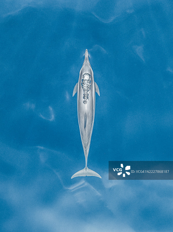 从无人机视角拍摄的印度洋表面，海豚的喷气孔冒出气泡，地点：印尼巴厘岛洛维纳。图片素材