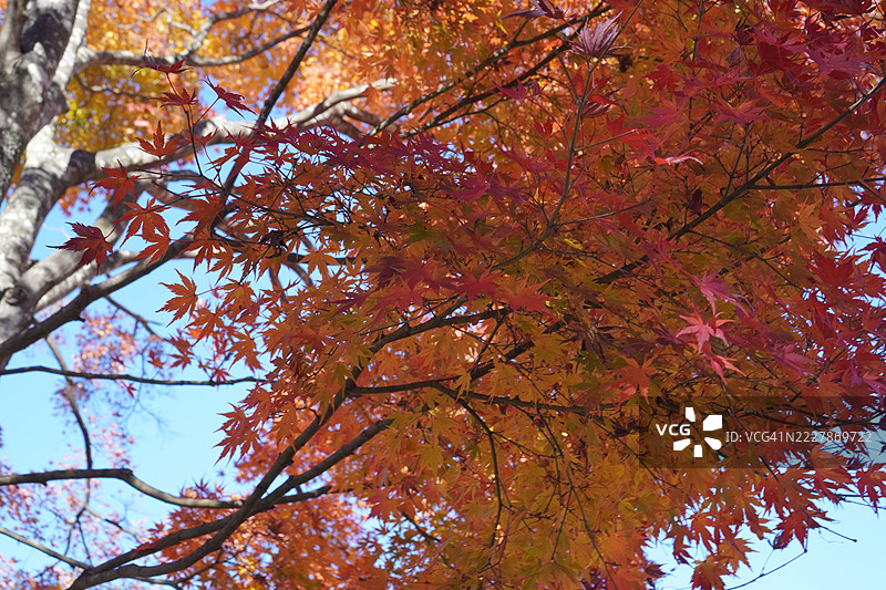 枫叶图片素材