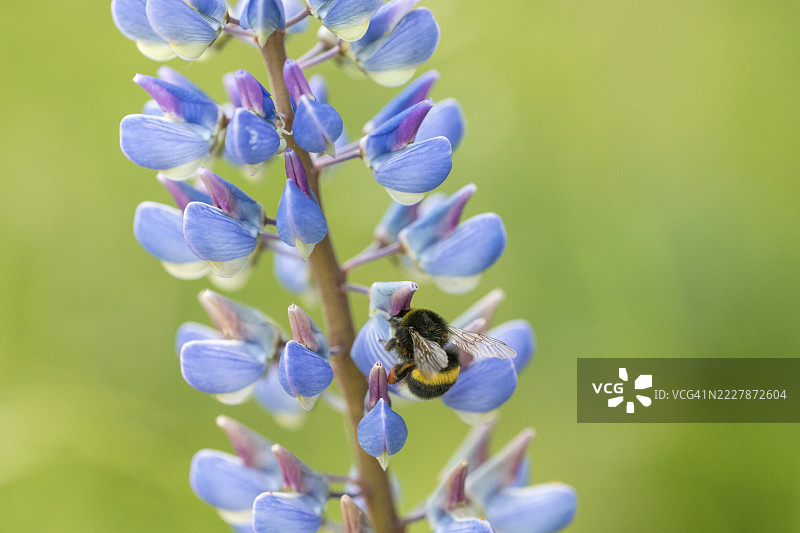 大型叶羽扇豆(Lupinus polyphyllus)上的土蜂(Bombus spec.),一种入侵性新植物,德国莱茵兰-普法尔茨州迪伦多夫的利德巴赫。图片素材