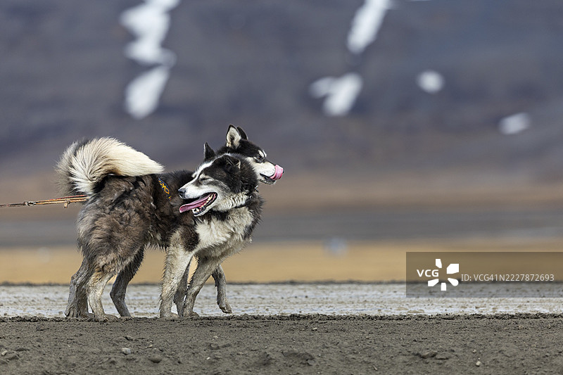 哈士奇（犬科）拉着带轮子的雪橇，阿文达伦，朗伊尔城，斯匹茨卑尔根，斯瓦尔巴群岛图片素材