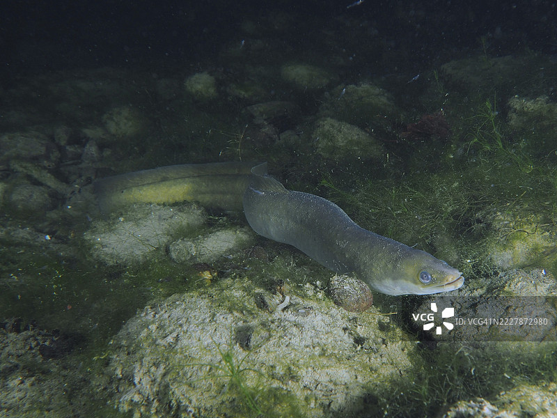 一条欧洲鳗鱼（Anguilla anguilla）在黑暗的水中游动，穿梭于石头和藻类之间。潜水地点：克洛斯特岛，瑞瑙，苏黎世州，莱茵河，瑞士，德国。图片素材