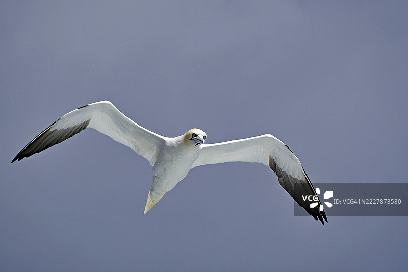 一只在天空中展翅滑翔的海鸥，游船之旅，诺斯，设得兰群岛，苏格兰，英国图片素材