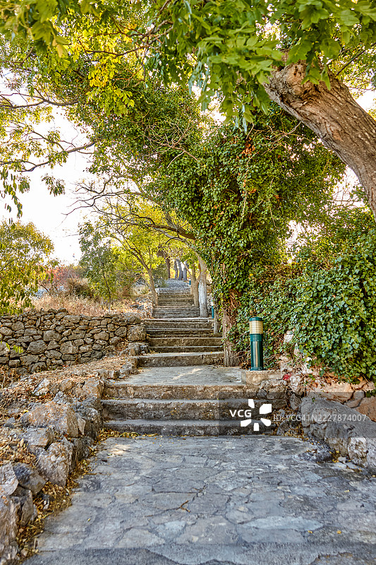 一条蜿蜒向上的石阶穿过郁郁葱葱的绿植图片素材