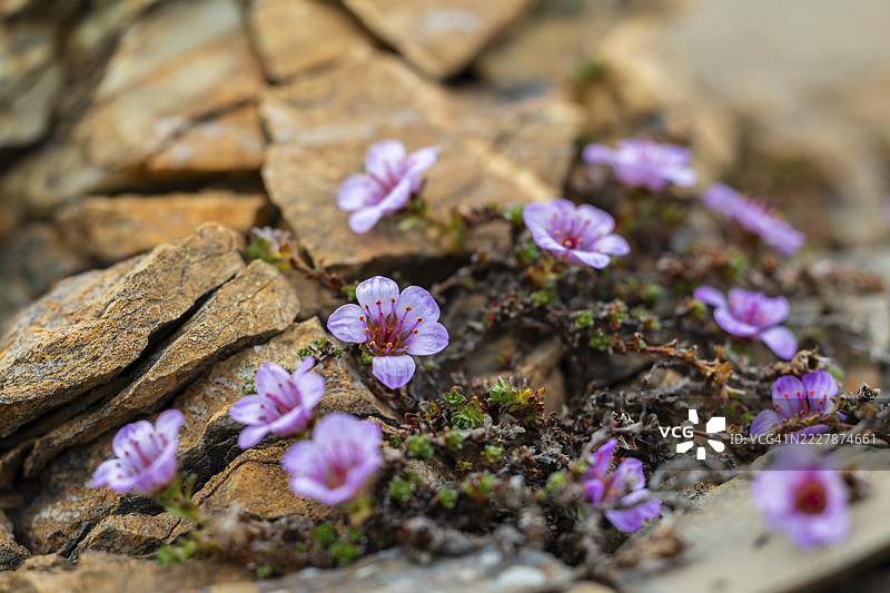 红石苔（Saxifraga oppositifolia），石苔科（Saxifragaceae），约顿基尔登，斯匹茨卑尔根，斯瓦尔巴群岛图片素材