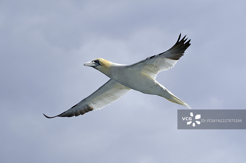 一只在多云天空中飞翔的海鸥，船游，诺斯，设得兰群岛，苏格兰，英国图片素材