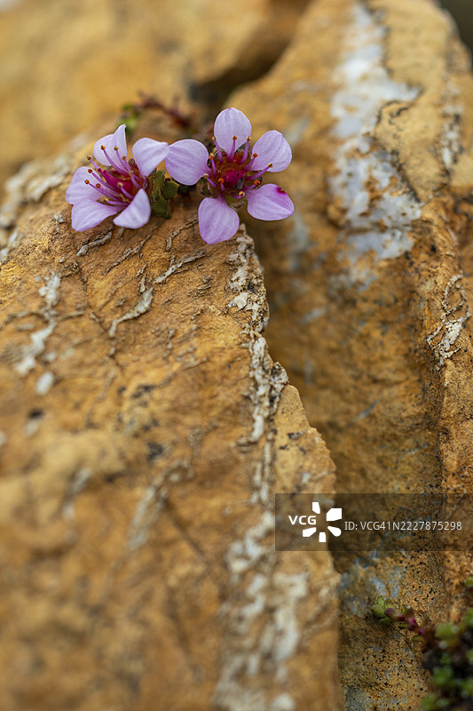 红石苔(Saxifraga oppositifolia),石苔科(Saxifragaceae),约顿基尔登,斯匹茨卑尔根,斯瓦尔巴群岛图片素材