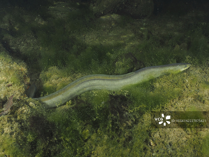 一条欧洲鳗鱼（Anguilla anguilla）在水中穿行于富含藻类的环境中。潜水地点：Zollbrücke，瑞士苏黎世州，莱茵河，高莱茵，德国。图片素材