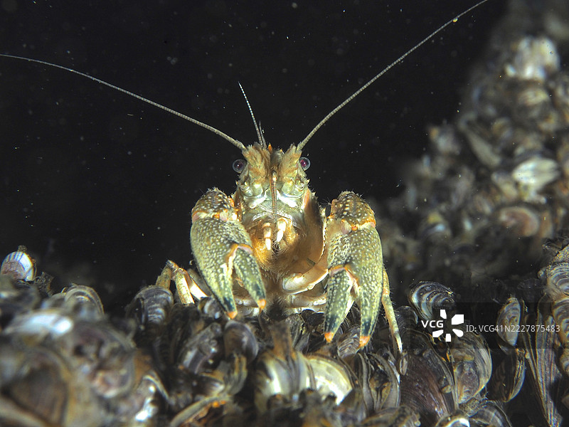 淡水小龙虾(Faxonius limosus),美国小龙虾,入侵物种,触角在贻贝之间,夸夸贻贝(Dreissena rostriformis bugensis),入侵物种,处于黑暗的水下环境。潜水地点:Wildsau,贝尔林根,博登湖,瑞士。图片素材