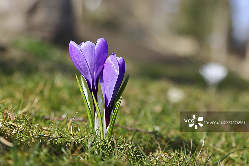 紫色番红花(Crocus neapolitanus),两朵花并排而生,春天,西根,北莱茵-威斯特法伦图片素材