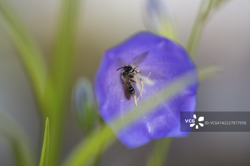 齿状闪光蜜蜂(Dufourea dentiventris),小型野生蜜蜂在桃叶钟花(Campanula persicifolia)中休息,德国莱茵兰-普法尔茨州迪伦多夫的利德巴赫。图片素材