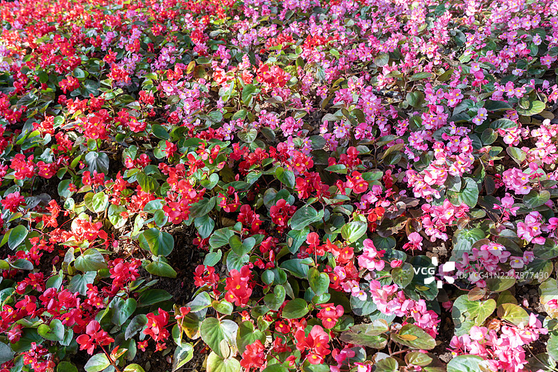 美丽的红色和粉色秋海棠（Begonia tuberhybrida）花在花园中盛开。图片素材