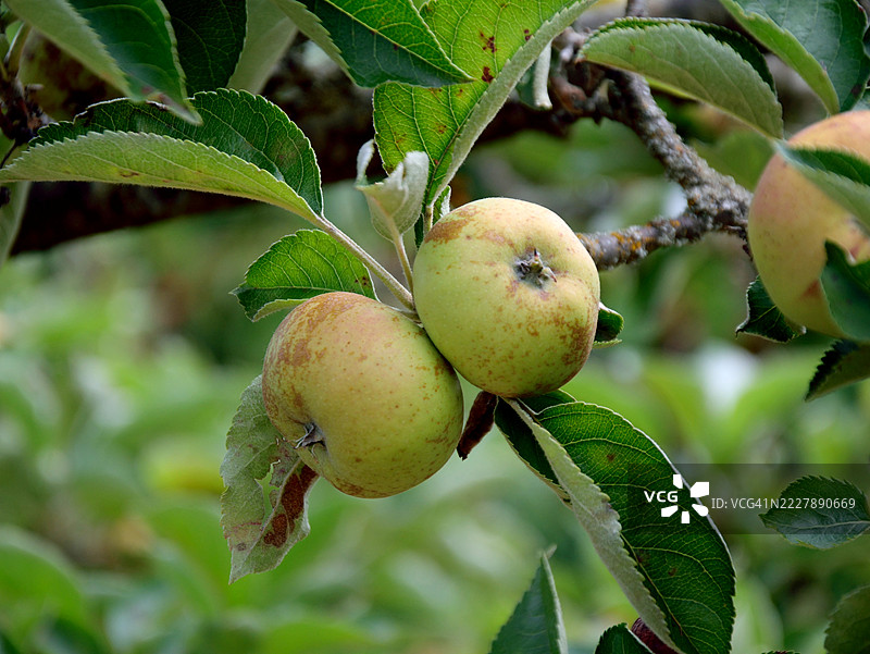 苹果树上结满了成熟的苹果图片素材