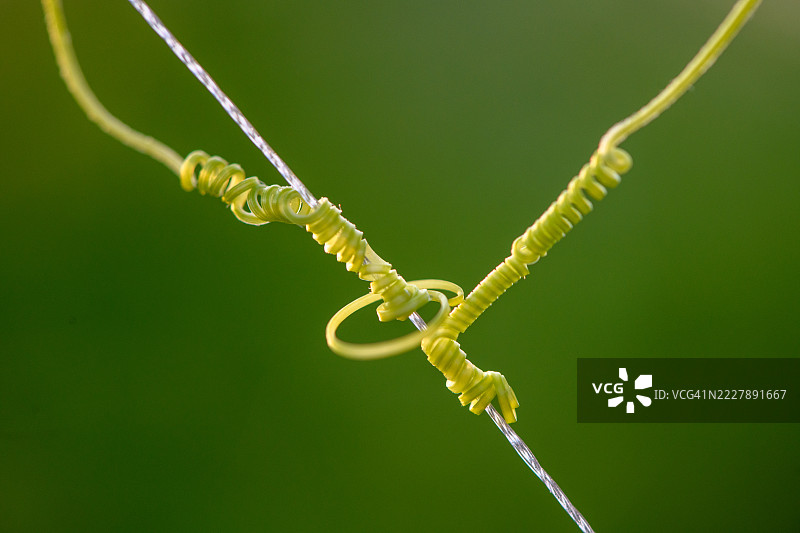 植物藤蔓伸展并缠绕在绳子上图片素材
