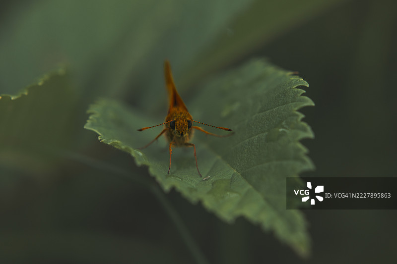 一只蝴蝶栖息在叶子上的特写，布赫格，瑞士图片素材