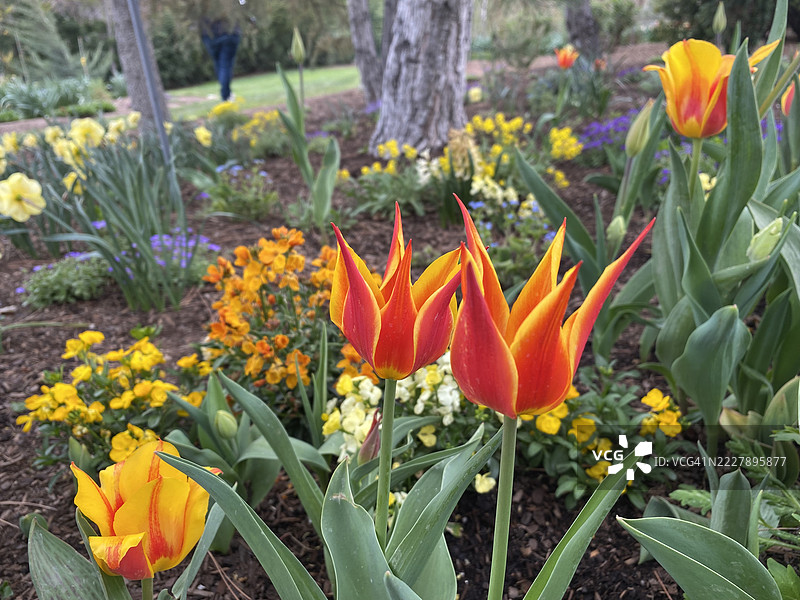 色彩斑斓的花园里盛开的鲜艳橙色郁金香，莱希，美国图片素材