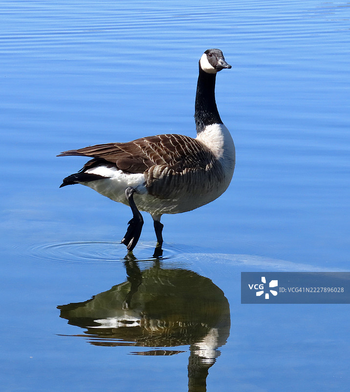 在水中站立的加拿大鹅，映出倒影，科布汉姆，英国，英国图片素材