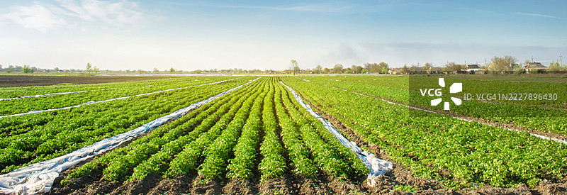 阳光明媚的田野中，排成行的土豆植物正在生长，乌克兰图片素材