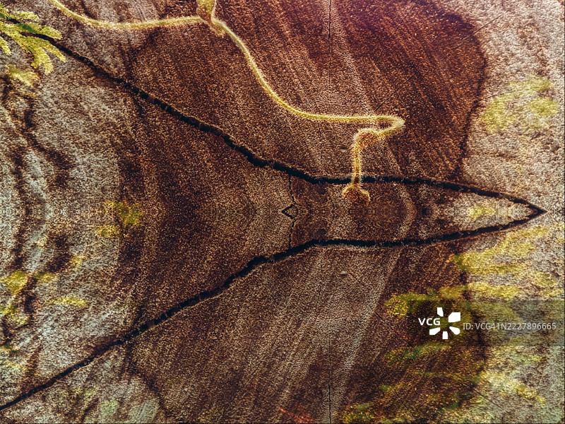 印尼的抽象对称藤蔓和木纹图案图片素材