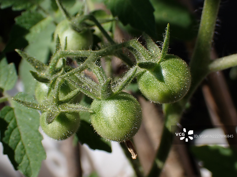 湿润的番茄特写，维也纳，奥地利图片素材