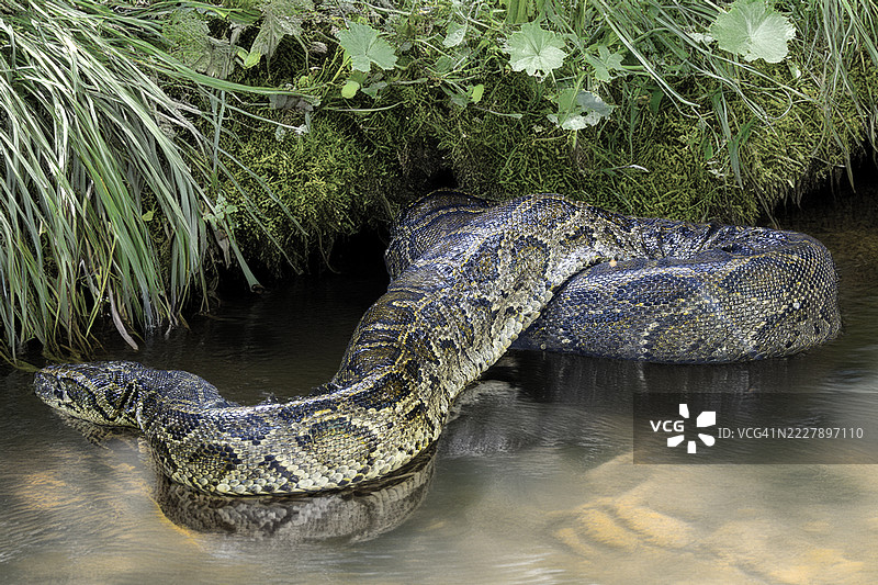 德拉敦，乌塔拉坎德，印度的湖中游泳的鳄鱼特写镜头图片素材