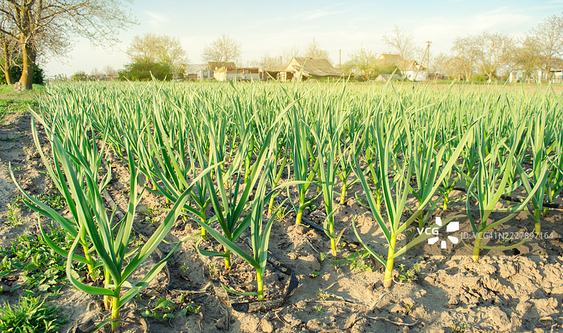 阳光明媚的日子里，田野里种满了年轻的韭菜，农场种植有机蔬菜，农业洋葱，选择性聚焦，乌克兰图片素材