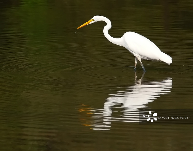 安大略省伯灵顿湖中伟大白鹭的侧面视图图片素材