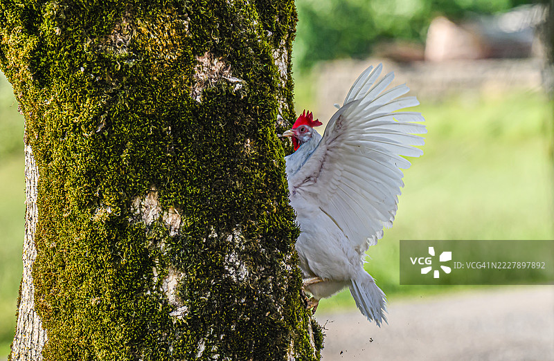 母鸡在树上有一个她喜欢藏身的秘密地方——这里她被发现正走进去。图片素材