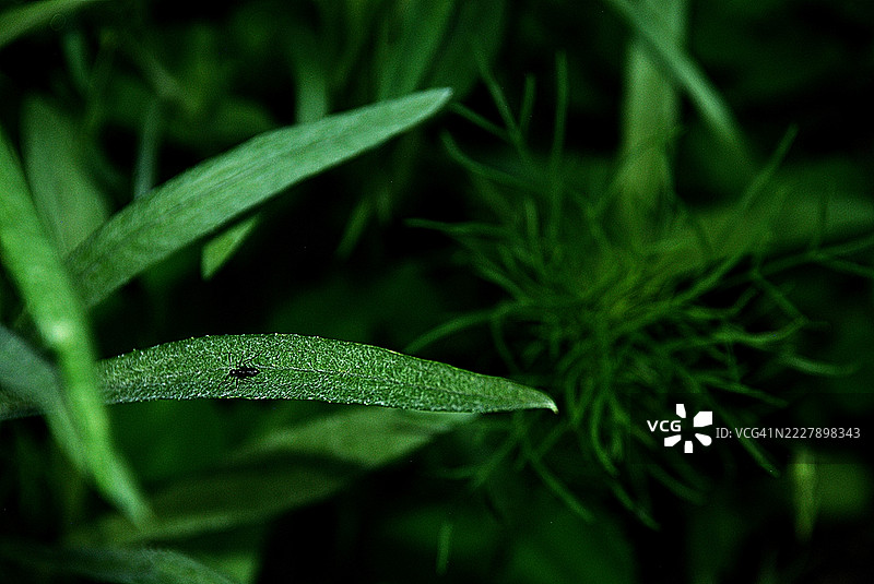 湿润植物的特写，斯巴坦堡，南卡罗来纳州，美国图片素材