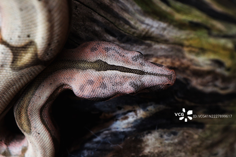 英国盖茨黑德的蟒蛇特写镜头图片素材