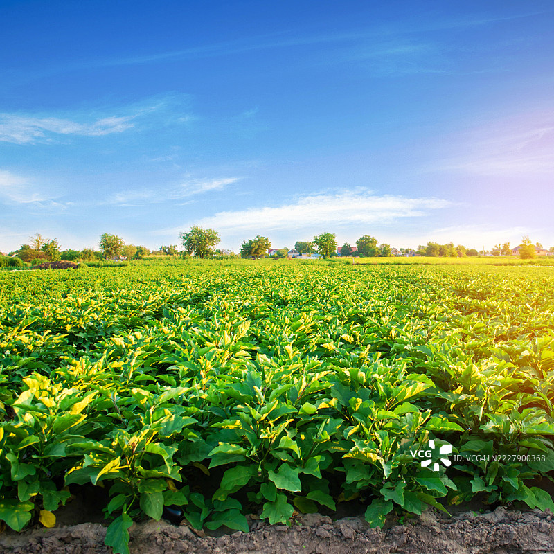 茄子种植园在田间的蔬菜行中生长，农业景观与农田作物，乌克兰图片素材