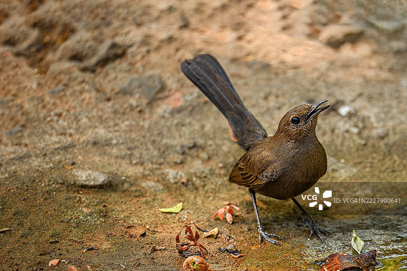 印度马哈拉施特拉邦圣加伊·甘地国家公园，田野里的歌鸫特写图片素材