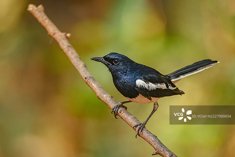 印度马哈拉施特拉邦圣杰·甘地国家公园，一只歌鸟栖息在树枝上的特写图片素材