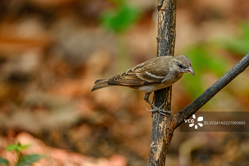 特写：歌曲鹪鹩在桑杰·甘地国家公园的树枝上栖息，马哈拉施特拉邦，印度图片素材