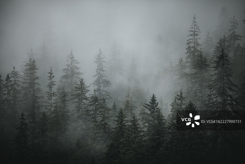 阿拉斯加，美国冬季森林中的树木图片素材