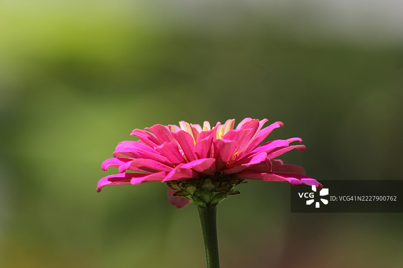 加拿大的粉色花朵特写图片素材