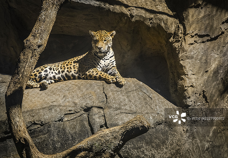 一只巴西美洲虎坐在岩石上享受阳光。在巴西我们称它为“Onça”。图片素材
