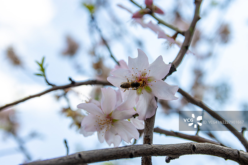 春天樱花低角度视图，萨胡尔，以色列北部区图片素材