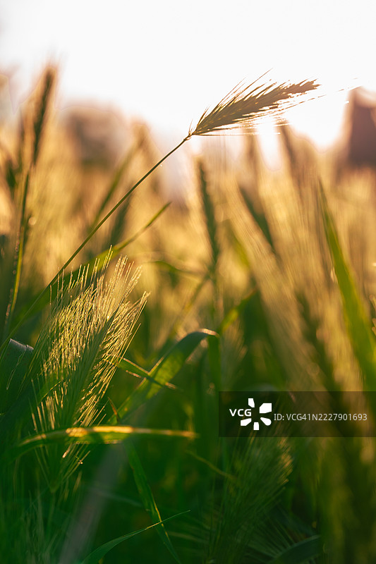 意大利皮埃蒙特州塞蒂莫·托里内塞的麦田特写图片素材