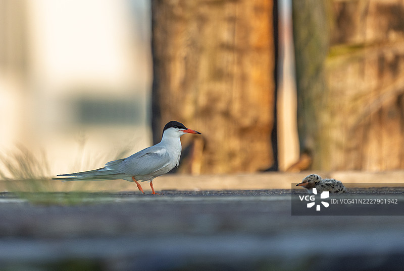 户外栖息的燕鸥特写，霍博肯，新泽西州，美国图片素材