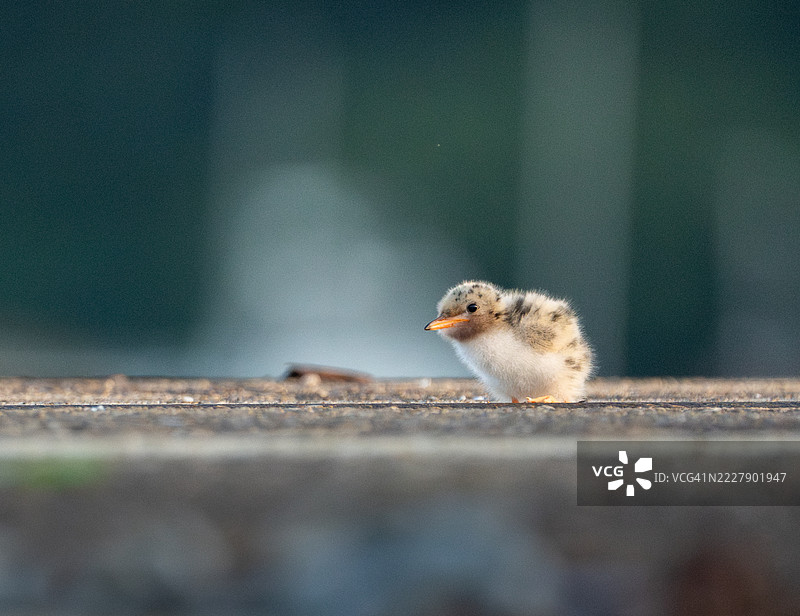歌曲雪雀特写，霍博肯，新泽西州，美国图片素材