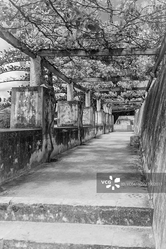 葡萄牙里斯本辛特拉的树木景观图片素材