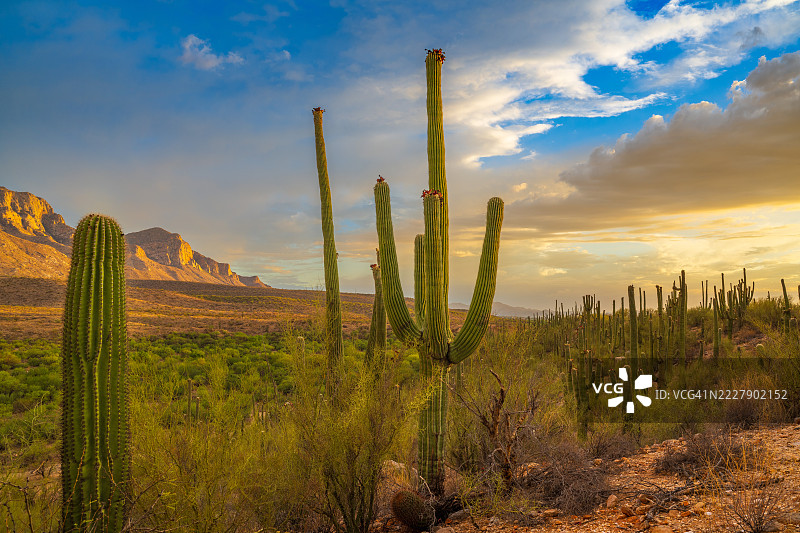 日落时分，亚利桑那州图森市的天空与田野的美丽景色图片素材