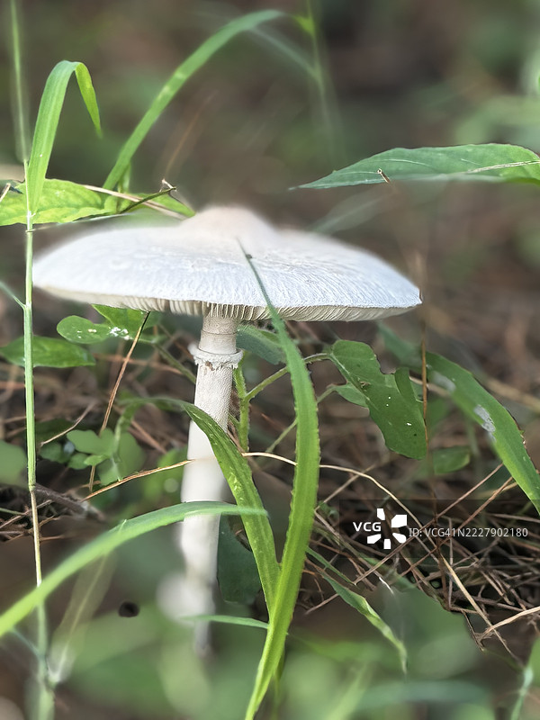 在印度喜马偕尔邦的希姆拉，田野上生长的蘑菇特写镜头图片素材