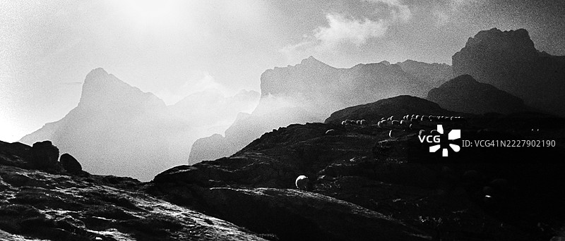 1977年西班牙皮科斯德欧洲国家公园的羊群黑白胶卷图片素材