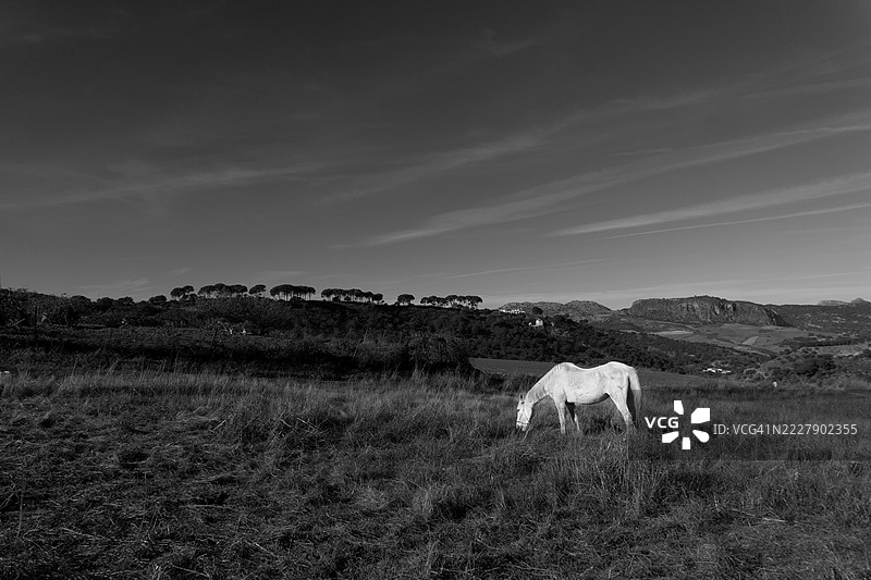 侧面视角的马在西班牙的田野上站立，背景是天空。图片素材