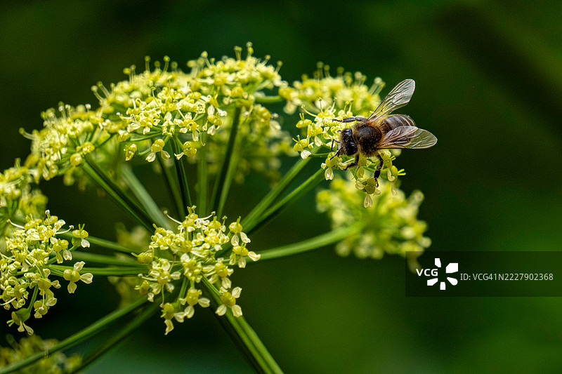 西班牙花朵上的蜜蜂特写图片素材