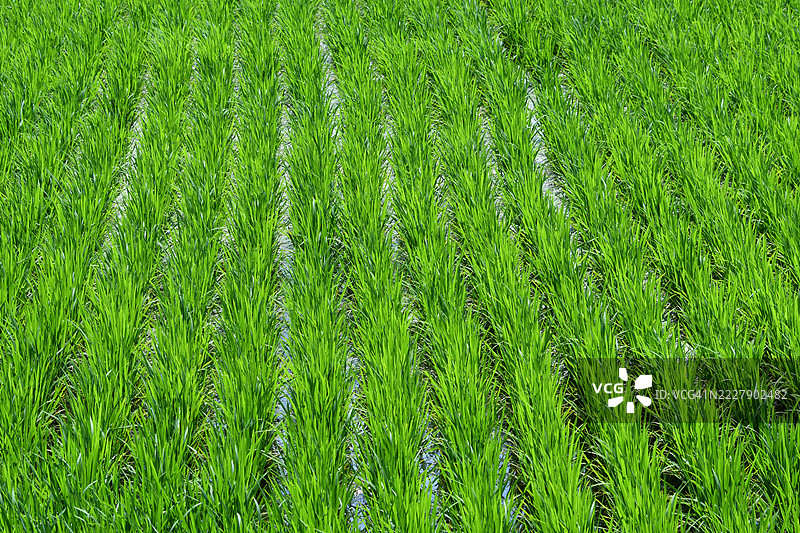 日本的玉米田全景拍摄图片素材