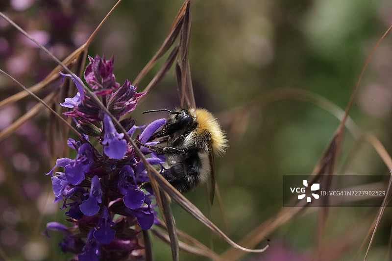 紫色花朵上的蜜蜂特写，莱利斯塔德，弗莱福兰，荷兰图片素材