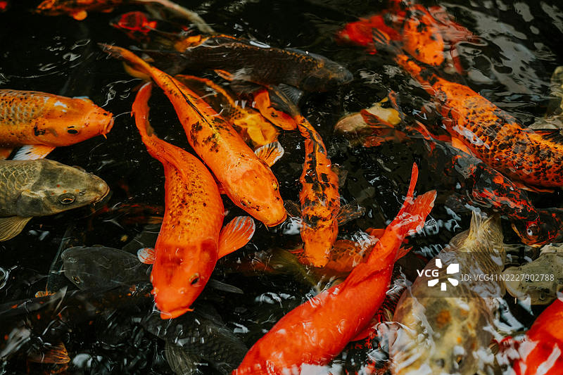 土耳其池塘中高角度视图的锦鲤游动图片素材